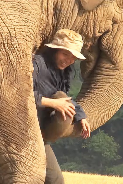 An adult female interacts with an Asian elephant in a natural setting during spring or summer.