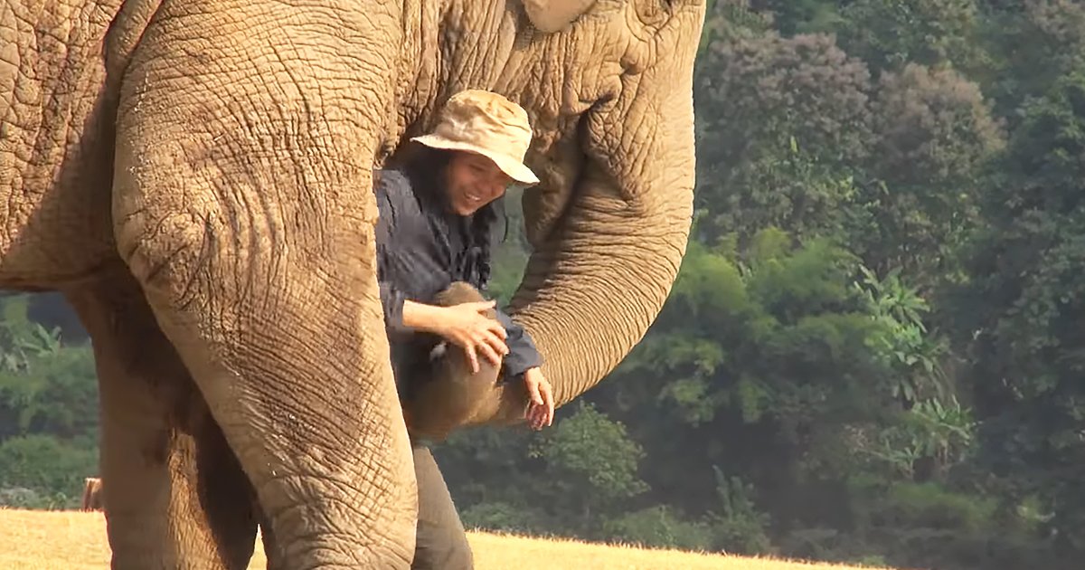 An adult female interacts with an Asian elephant in a natural setting during spring or summer.