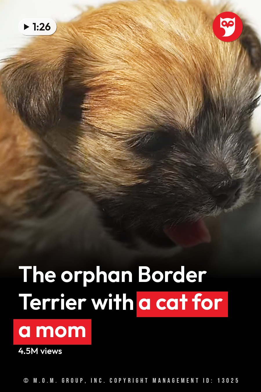 A young Border Terrier puppy with a mix of brown and black fur sits indoors on a white surface, likely natural daylight. The headline runs in white letters across the lower third.