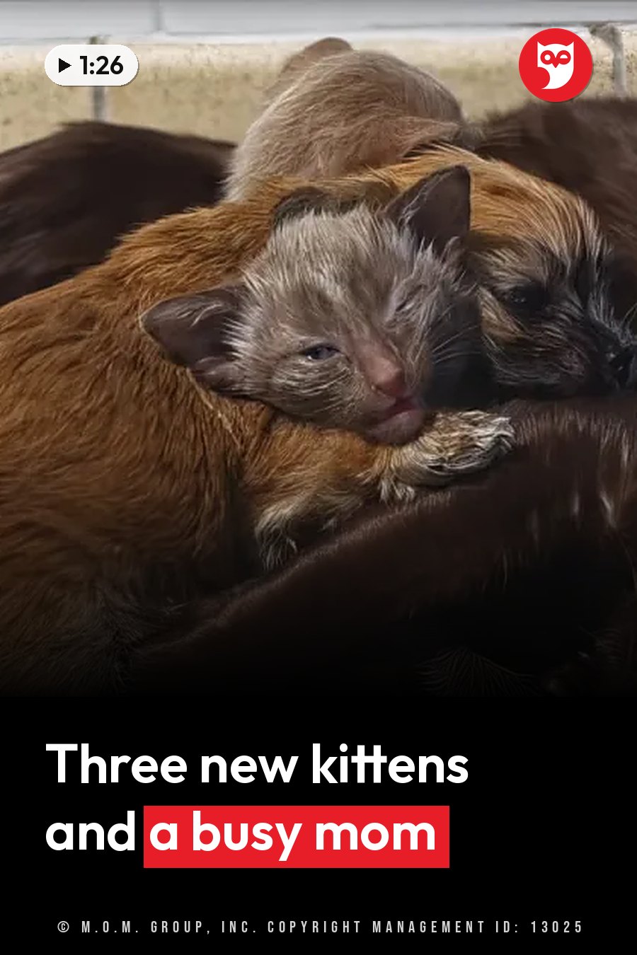 A small kitten sleeps nestled against a larger cat lying on a dark surface. A headline runs in white letters across the lower third.