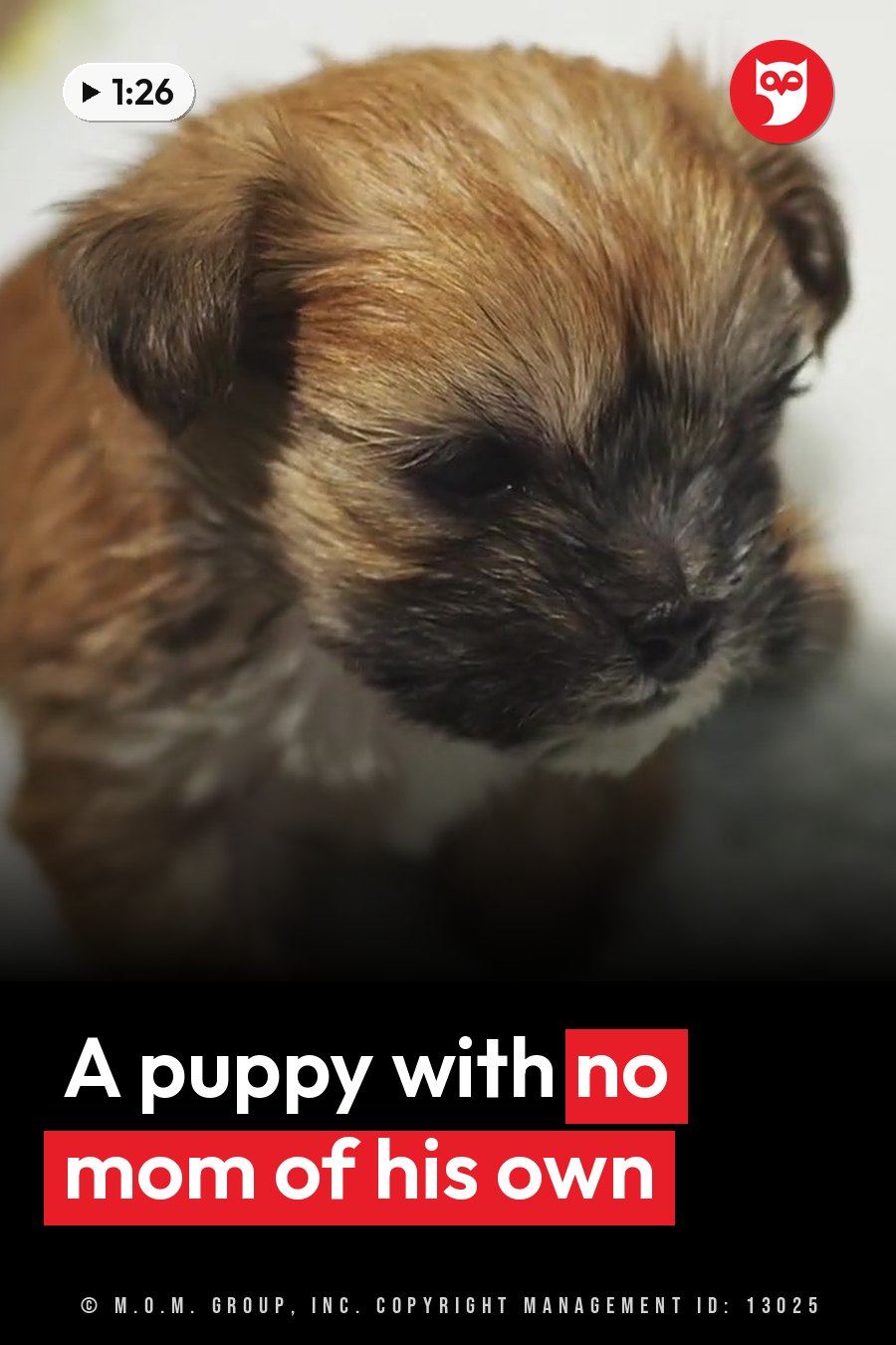 A small puppy with brown and black fur sits looking down, his head tilted slightly. A headline runs in white letters across the lower third.