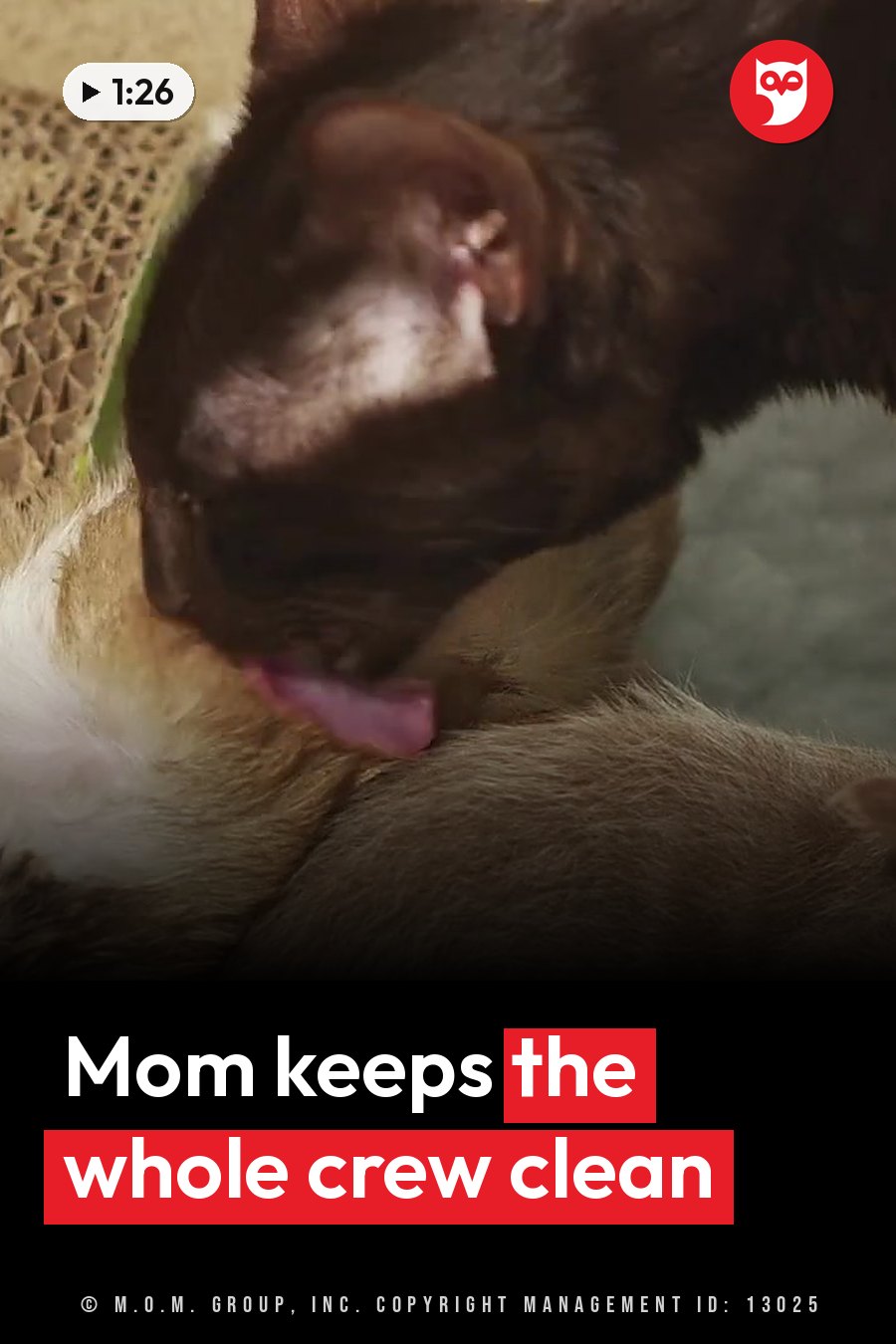 A dark-furred cat licks the lighter fur on another animal's back, next to a piece of cardboard. A headline runs in white letters across the lower third.