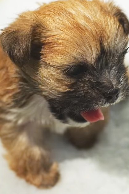 A young Border Terrier puppy with a mix of brown and black fur sits indoors on a white surface, likely natural daylight.