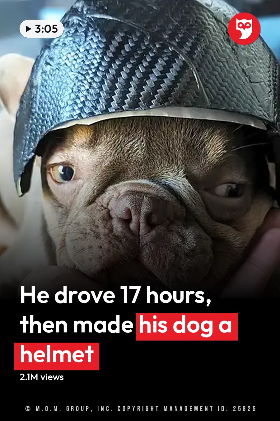A French Bulldog puppy, brown and white in color, wearing a dark helmet indoors with an adult male hand holding its chin. The headline runs in white letters across the lower third.