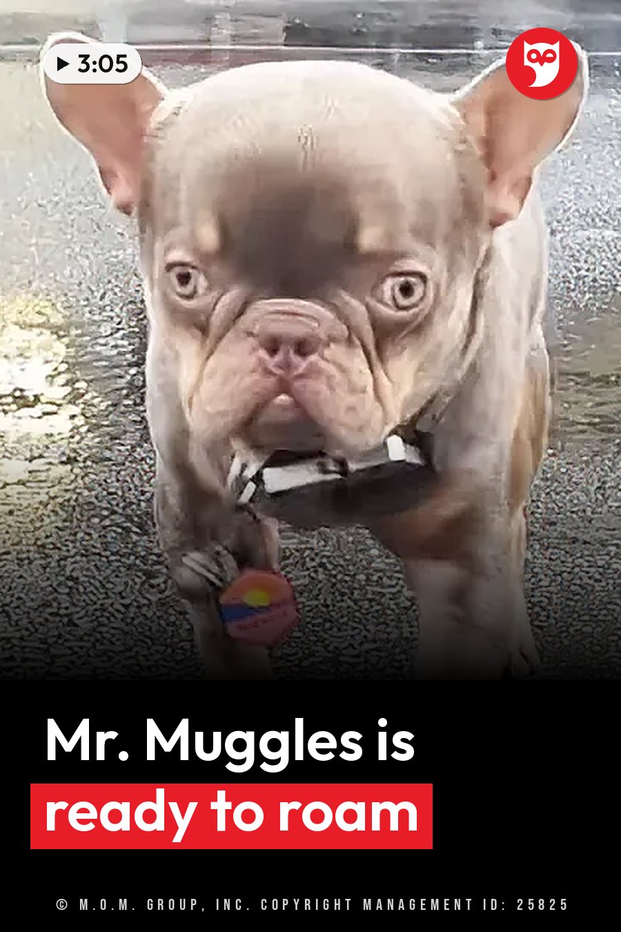 A small dog with large ears and a short snout stands on wet ground, facing the camera. A headline runs in white letters across the lower third.