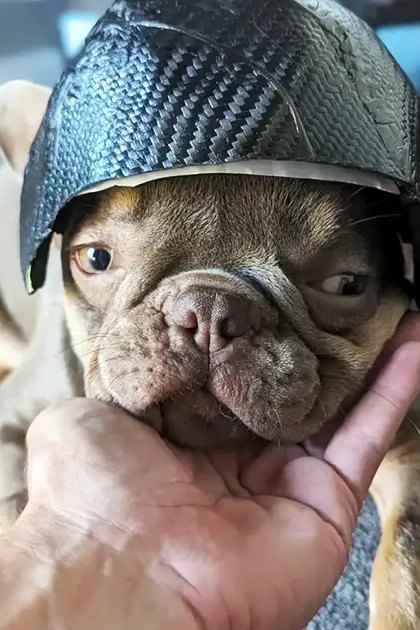 A French Bulldog puppy, brown and white in color, wearing a dark helmet indoors with an adult male hand holding its chin.