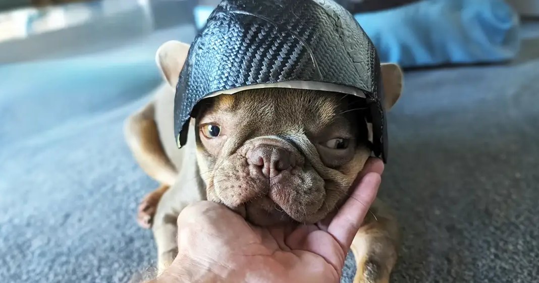 A French Bulldog puppy, brown and white in color, wearing a dark helmet indoors with an adult male hand holding its chin.