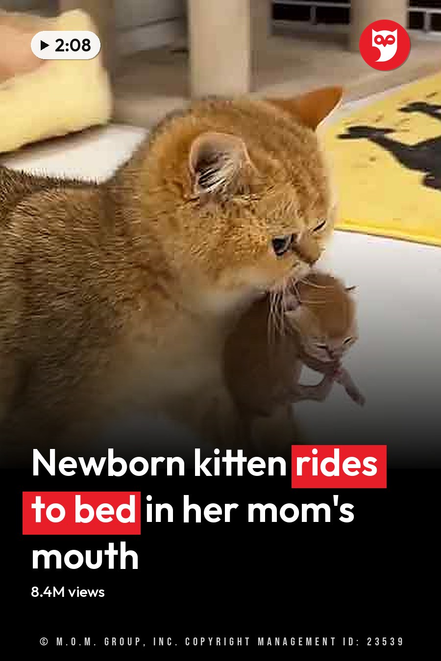 A golden-brown adult cat holds a smaller kitten in its mouth, surrounded by pet-friendly items like a turquoise litter box and a yellow mat with a black silhouette of a cat on it. The headline runs in white letters across the lower third.