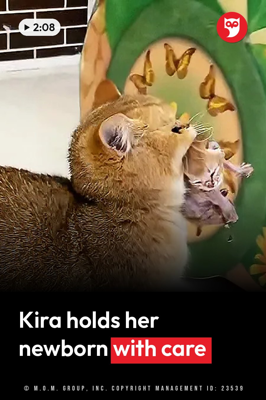 A cat holds a small kitten in her mouth inside a green toy tunnel with butterflies on its side. A headline runs in white letters across the lower third.