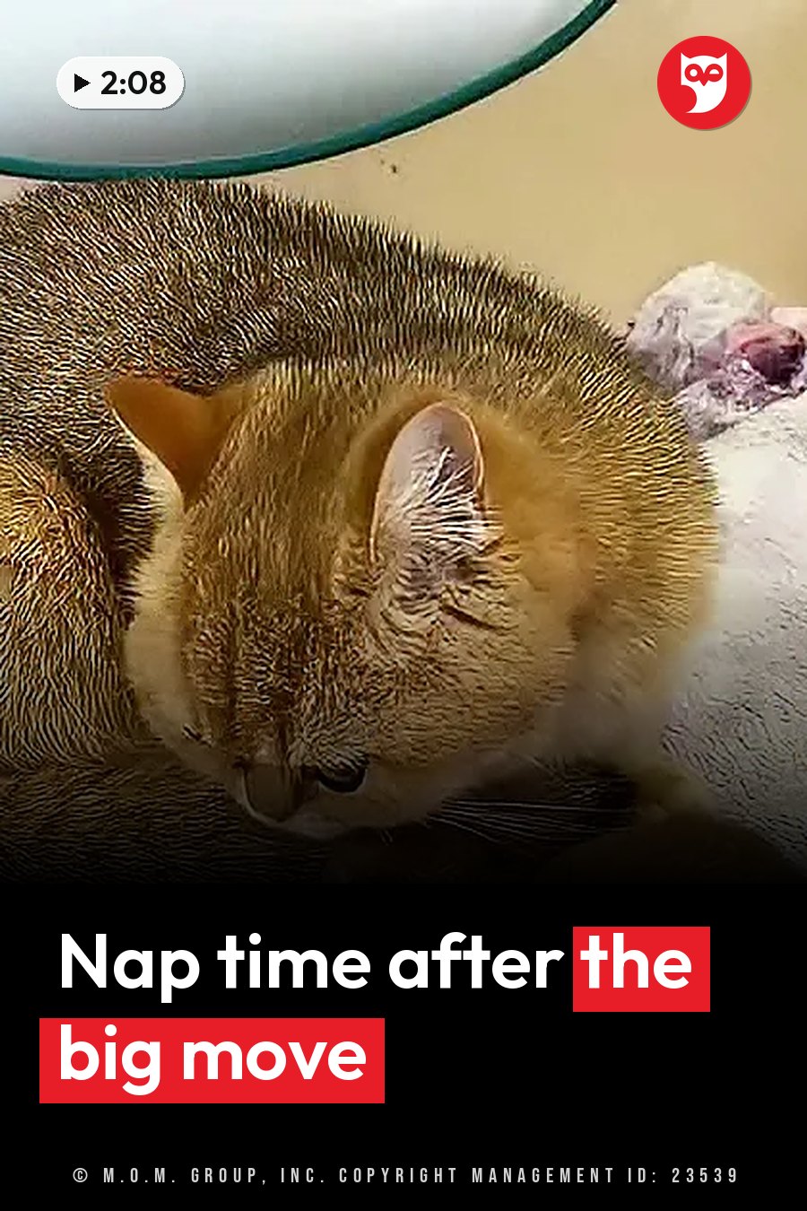 A brown tabby cat sleeps curled up on a light-colored surface under a white bowl with a green rim. A headline runs in white letters across the lower third.