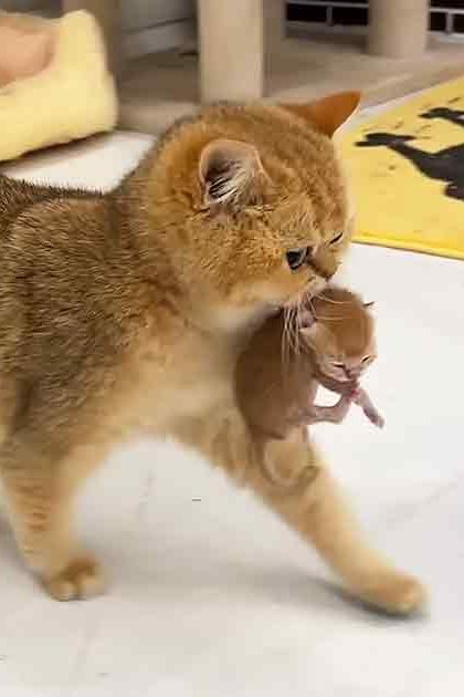 A golden-brown adult cat holds a smaller kitten in its mouth, surrounded by pet-friendly items like a turquoise litter box and a yellow mat with a black silhouette of a cat on it.