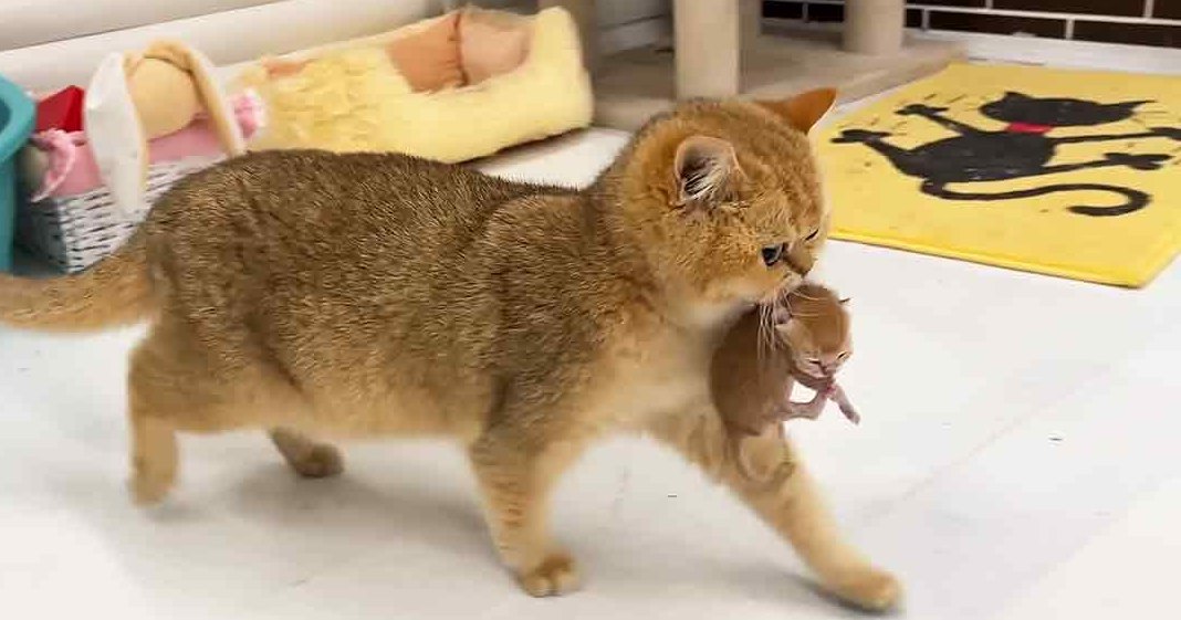 A golden-brown adult cat holds a smaller kitten in its mouth, surrounded by pet-friendly items like a turquoise litter box and a yellow mat with a black silhouette of a cat on it.