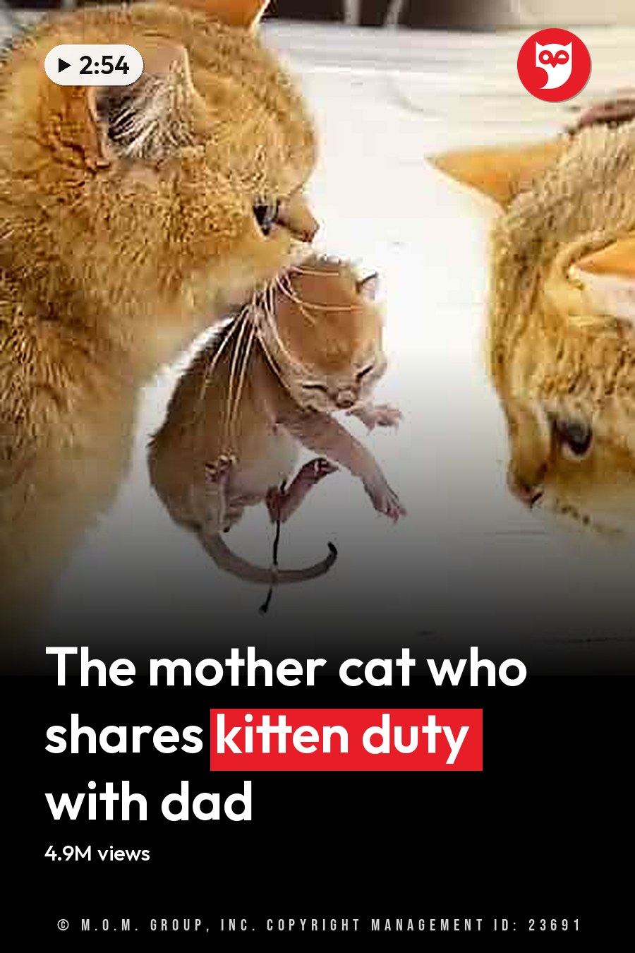 Two adult tabby cats hold a small mouse in an indoor setting with white floors, yellow blankets, and bright even lighting. The headline runs in white letters across the lower third.