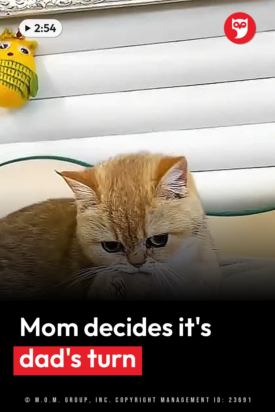 A fluffy orange cat with dark eyes sits near a yellow toy, with white window blinds in the background. A headline runs in white letters across the lower third.
