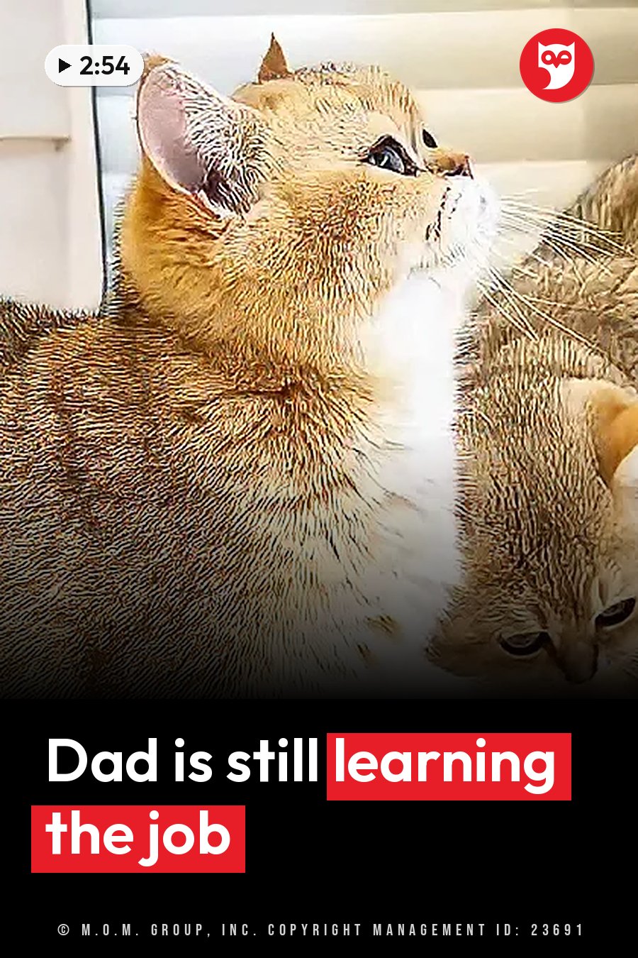 A golden cat with a white chest looks upward, whiskers spread, beside another cat that is partly in view. A headline runs in white letters across the lower third.