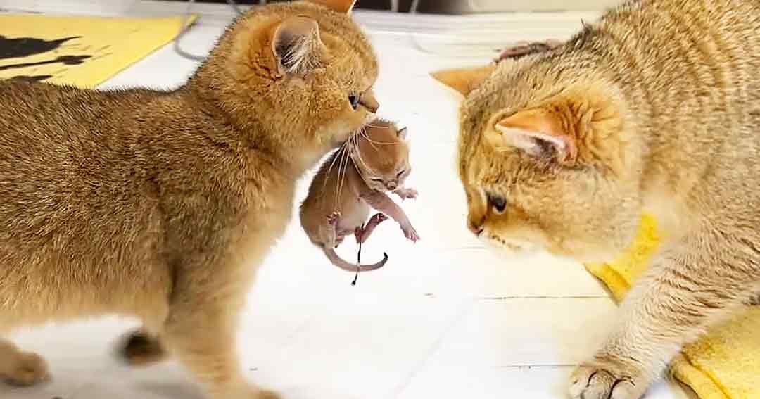 Two adult tabby cats hold a small mouse in an indoor setting with white floors, yellow blankets, and bright even lighting.