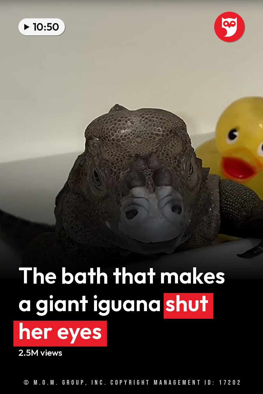 An iguana in a bathtub with a yellow rubber duck, indoor daytime setting. The headline runs in white letters across the lower third.
