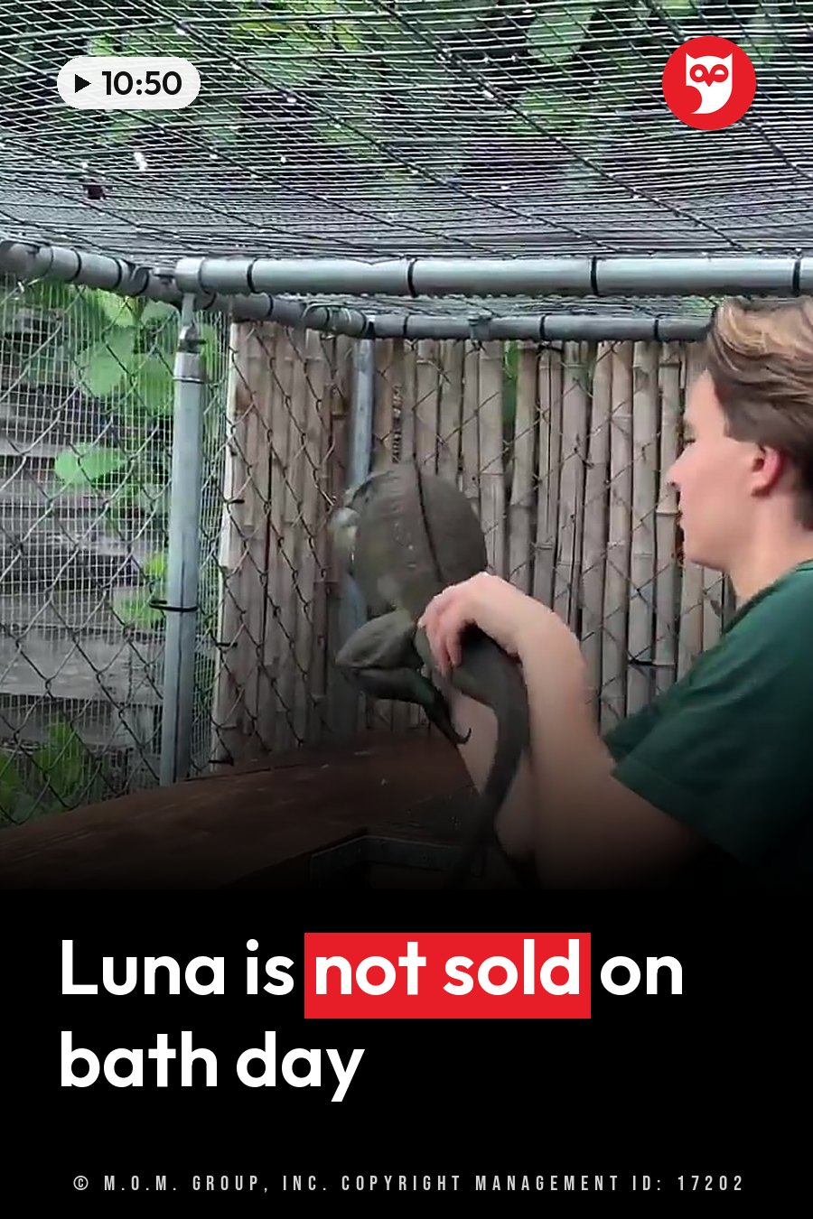 A person holds a large lizard inside an outdoor enclosure with a mesh roof and a wooden fence behind. A headline runs in white letters across the lower third.
