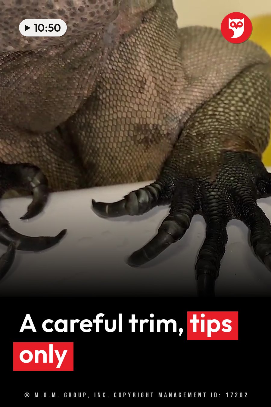 A large lizard with scaly skin and clawed feet rests on a white surface. A headline runs in white letters across the lower third.