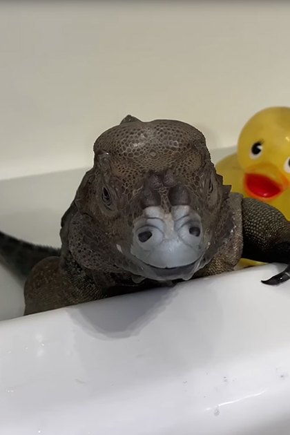 An iguana in a bathtub with a yellow rubber duck, indoor daytime setting
