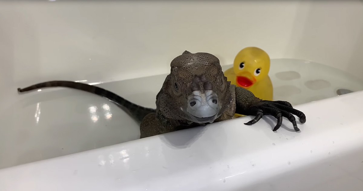 An iguana in a bathtub with a yellow rubber duck, indoor daytime setting