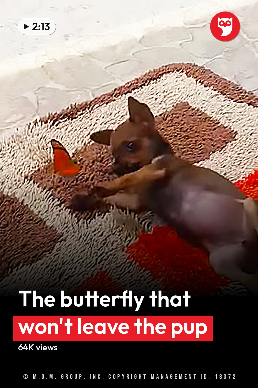 A small Chihuahua or similar breed puppy lying on its back on a patterned rug indoors. The headline runs in white letters across the lower third.