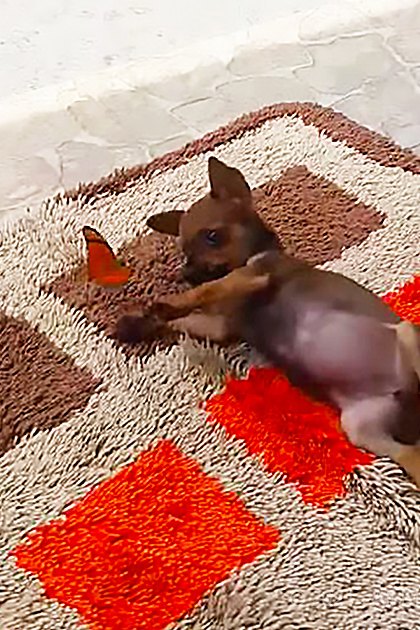 A small Chihuahua or similar breed puppy lying on its back on a patterned rug indoors.