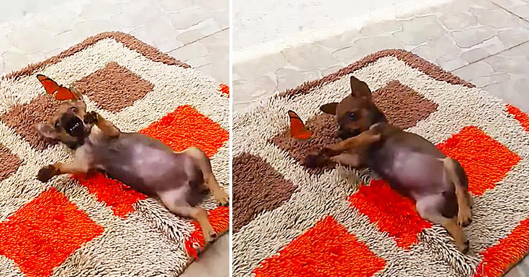 A small Chihuahua or similar breed puppy lying on its back on a patterned rug indoors.