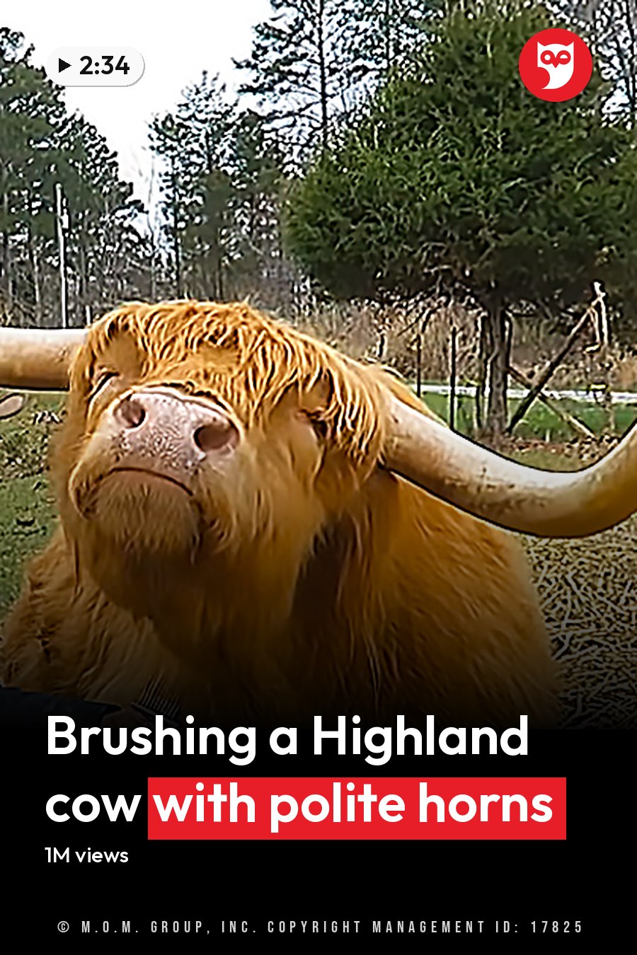 A man in a dark plaid shirt and brown cowboy hat is grooming an adult Highland cow with golden-brown coat in a rural farm setting, surrounded by bare trees and greenery under diffused light. The headline runs in white letters across the lower third.