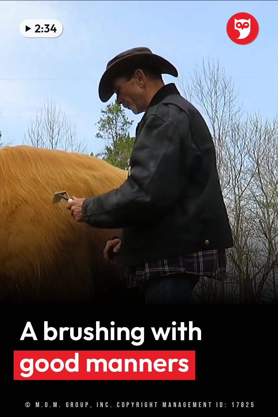 A man in a hat and jacket brushes Hamish, a large brown Highland cow, with a grooming tool outdoors under a clear sky. A headline runs in white letters across the lower third.