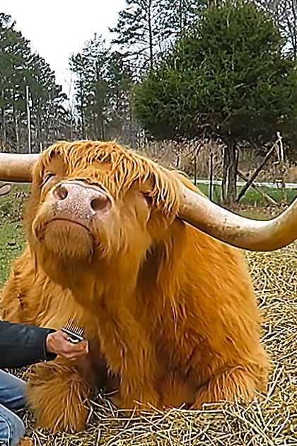 A man in a dark plaid shirt and brown cowboy hat is grooming an adult Highland cow with golden-brown coat in a rural farm setting, surrounded by bare trees and greenery under diffused light.