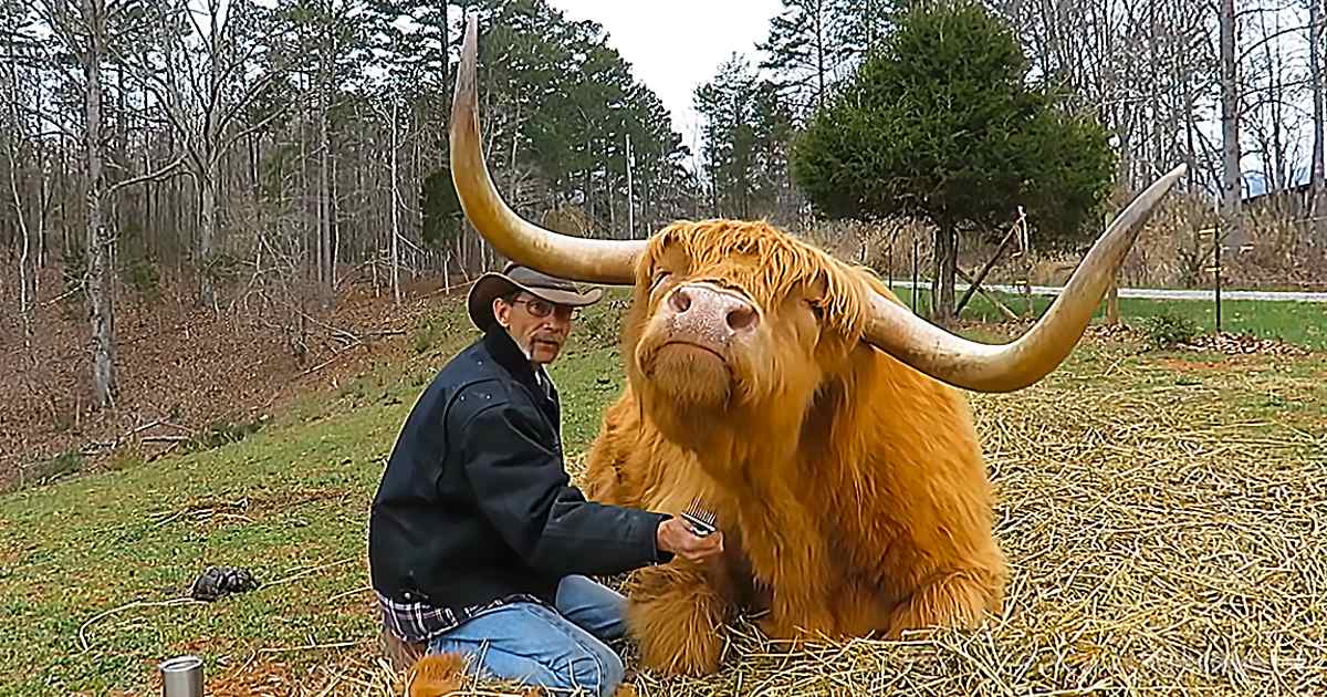 A man in a dark plaid shirt and brown cowboy hat is grooming an adult Highland cow with golden-brown coat in a rural farm setting, surrounded by bare trees and greenery under diffused light.