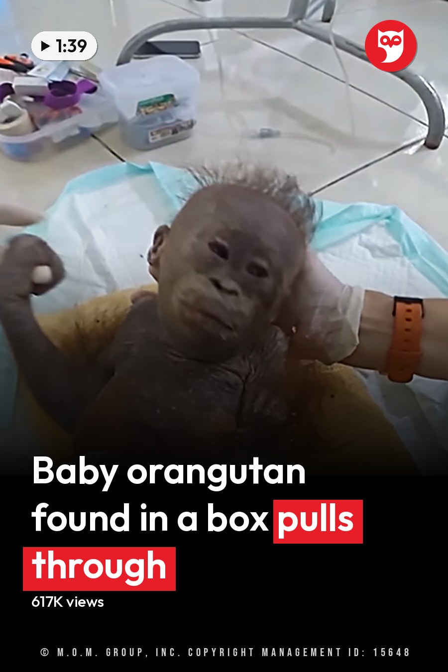 A baby orangutan in a veterinary setting with medical supplies, light blue scrubs, and clean tiled flooring. The headline runs in white letters across the lower third.