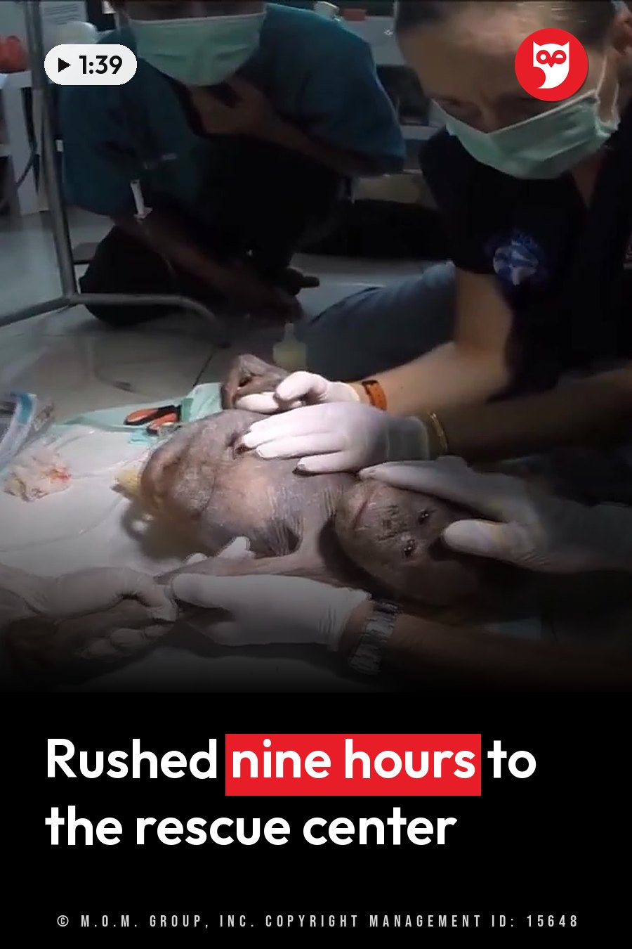 Medical staff in masks and gloves lean over Gito, a small orangutan lying on a white surface. A headline runs in white letters across the lower third.
