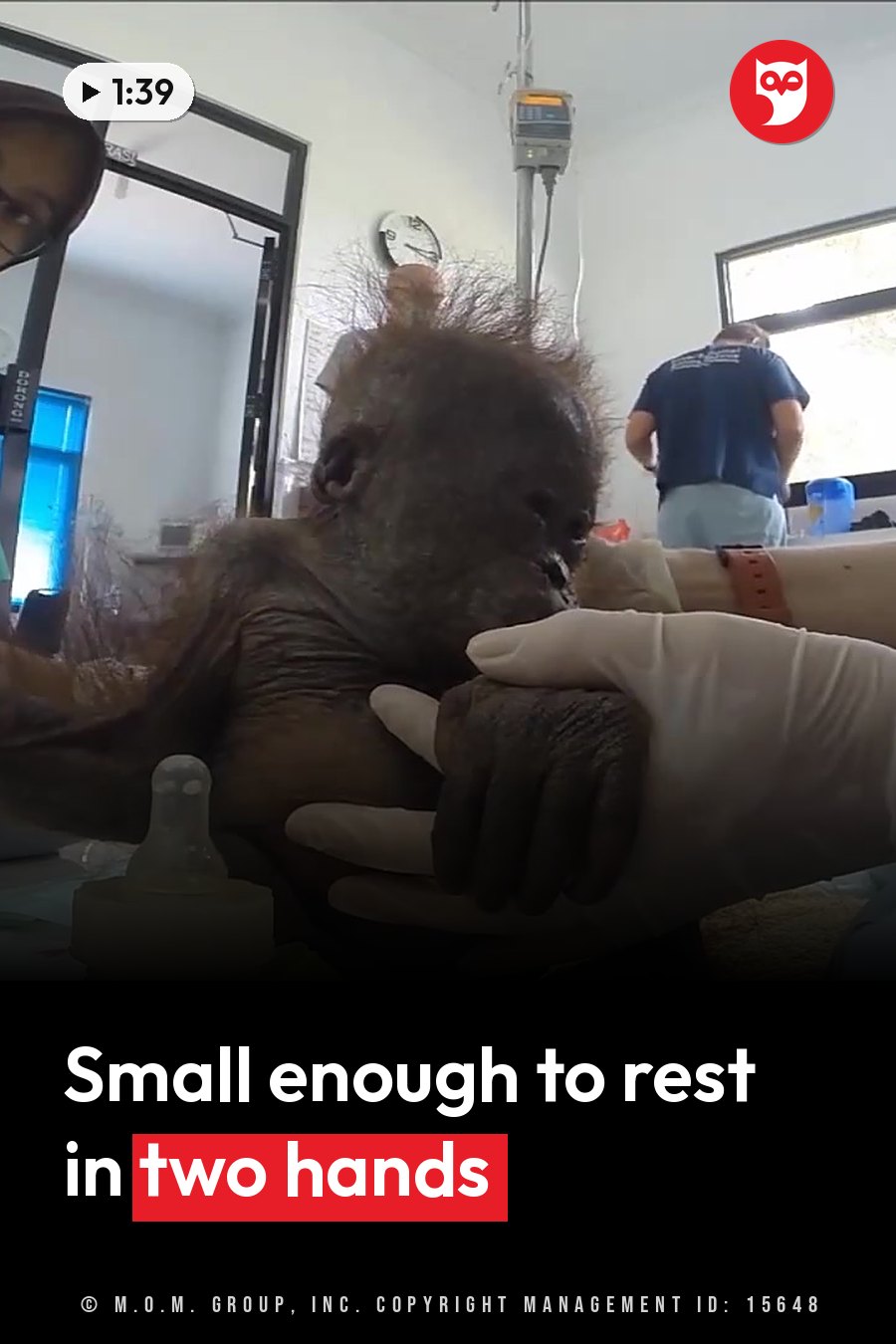 A small orangutan lies on a person's gloved hands in a medical room, with equipment nearby. A headline runs in white letters across the lower third.