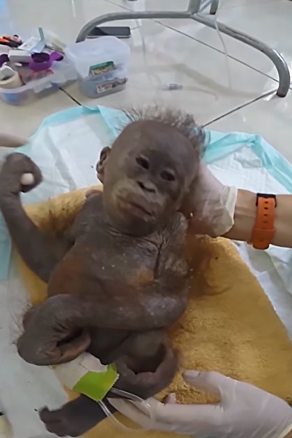 A baby orangutan in a veterinary setting with medical supplies, light blue scrubs, and clean tiled flooring.