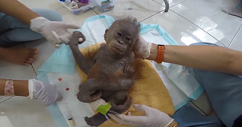 A baby orangutan in a veterinary setting with medical supplies, light blue scrubs, and clean tiled flooring.