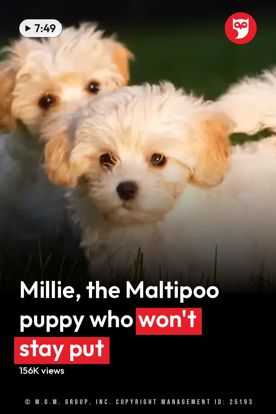 Two small white puppies with light brown markings on their ears and face, standing outdoors in a grassy area. The headline runs in white letters across the lower third.