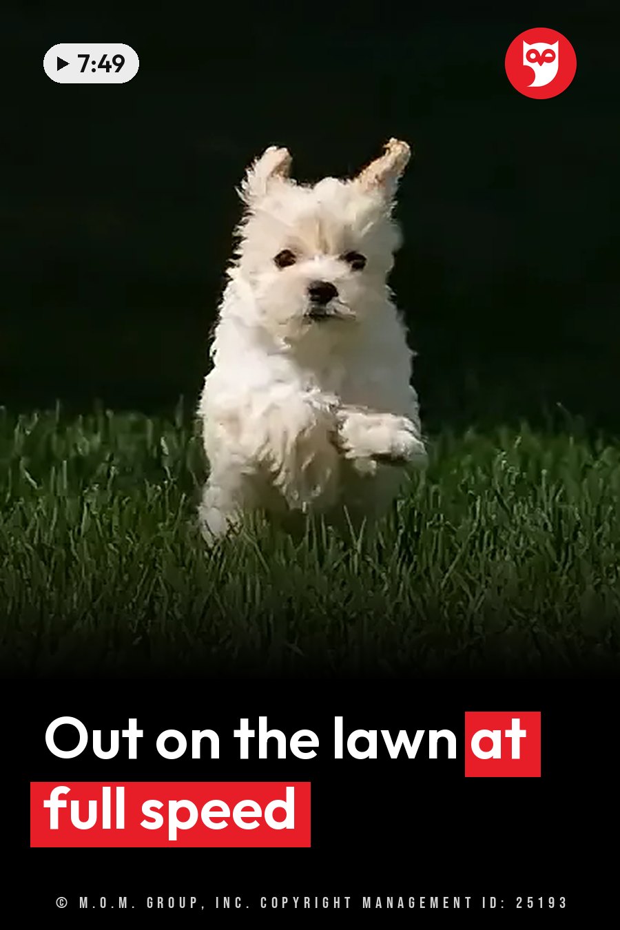 A fluffy white puppy runs through green grass against a dark background. A headline runs in white letters across the lower third.