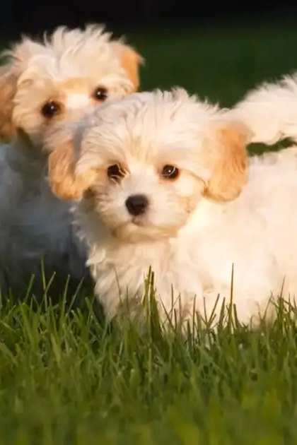 Two small white puppies with light brown markings on their ears and face, standing outdoors in a grassy area.