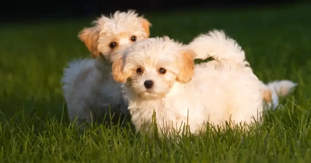 Two small white puppies with light brown markings on their ears and face, standing outdoors in a grassy area.