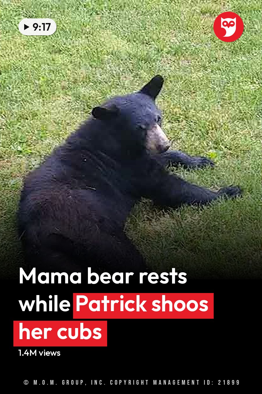 An adult black bear with dark fur and lighter patches around its muzzle, chest, and legs lying on grass in a lush green outdoor setting with trees and flowering bushes. Another image shows the same bear standing on a porch railing under natural daylight. The headline runs in white letters across the lower third.