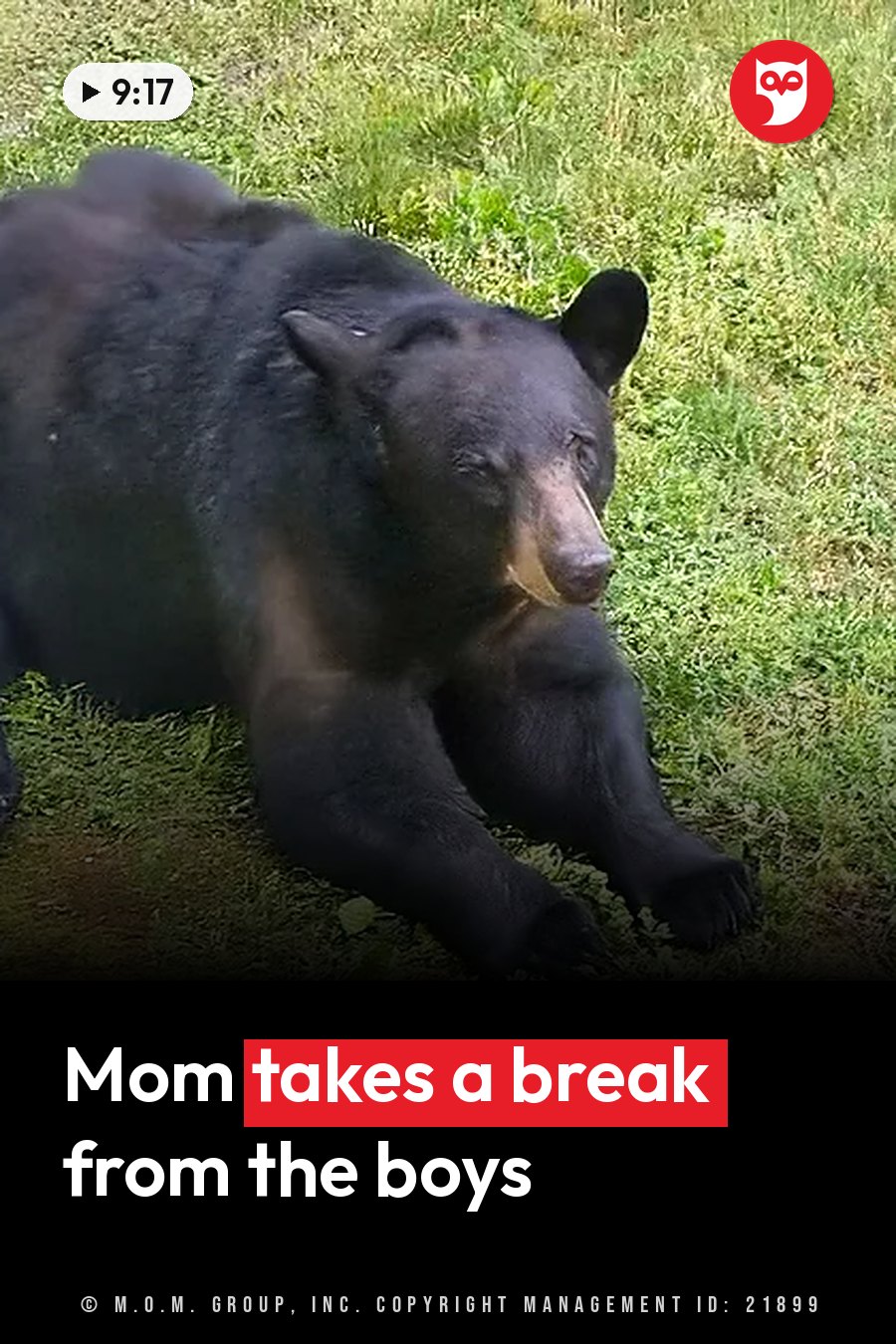 A black bear lies on green grass with its head raised and its front paws stretched out in front of it. A headline runs in white letters across the lower third.