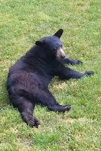 An adult black bear with dark fur and lighter patches around its muzzle, chest, and legs lying on grass in a lush green outdoor setting with trees and flowering bushes. Another image shows the same bear standing on a porch railing under natural daylight.