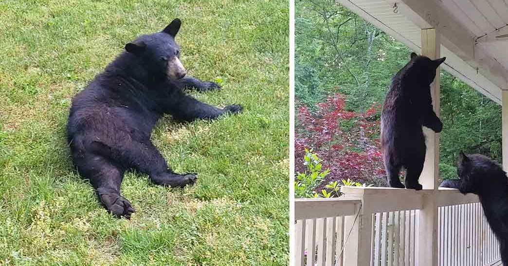 An adult black bear with dark fur and lighter patches around its muzzle, chest, and legs lying on grass in a lush green outdoor setting with trees and flowering bushes. Another image shows the same bear standing on a porch railing under natural daylight.
