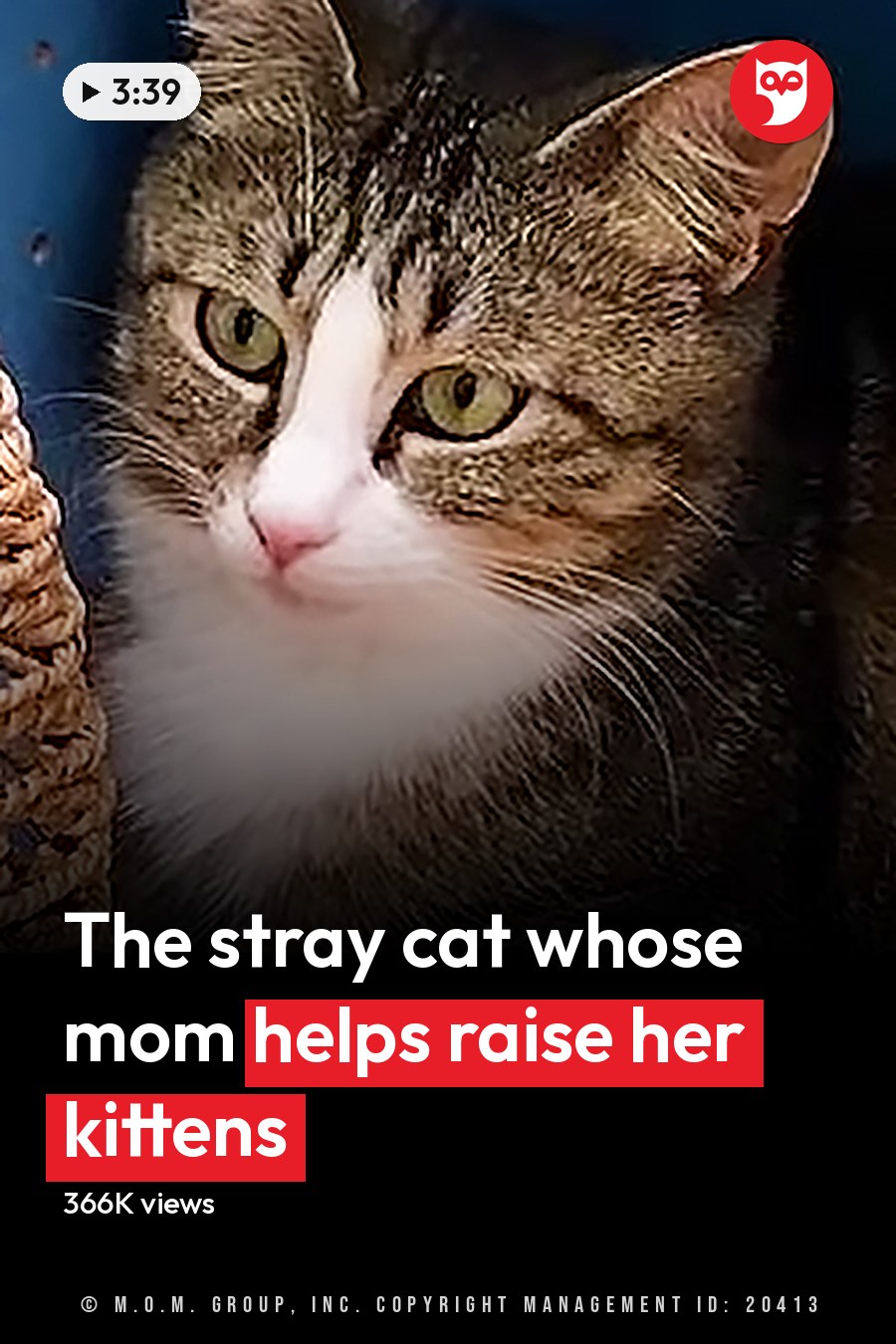 Indoors with tabby cat with white markings, two kittens on blue surface, woven rope hammock, home environment, well-lit daytime setting. The headline runs in white letters across the lower third.