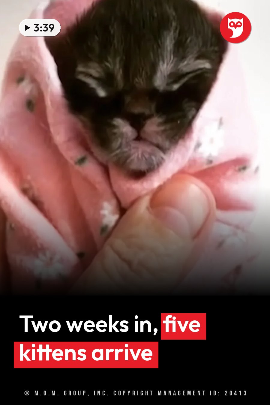 A tiny black kitten wrapped in a pink floral blanket rests on a person's hand. A headline runs in white letters across the lower third.