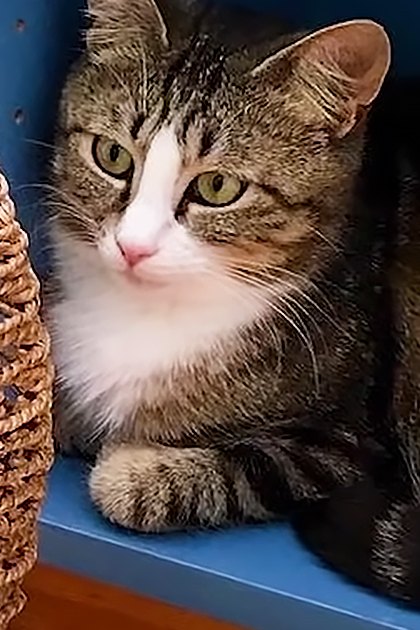 Indoors with tabby cat with white markings, two kittens on blue surface, woven rope hammock, home environment, well-lit daytime setting