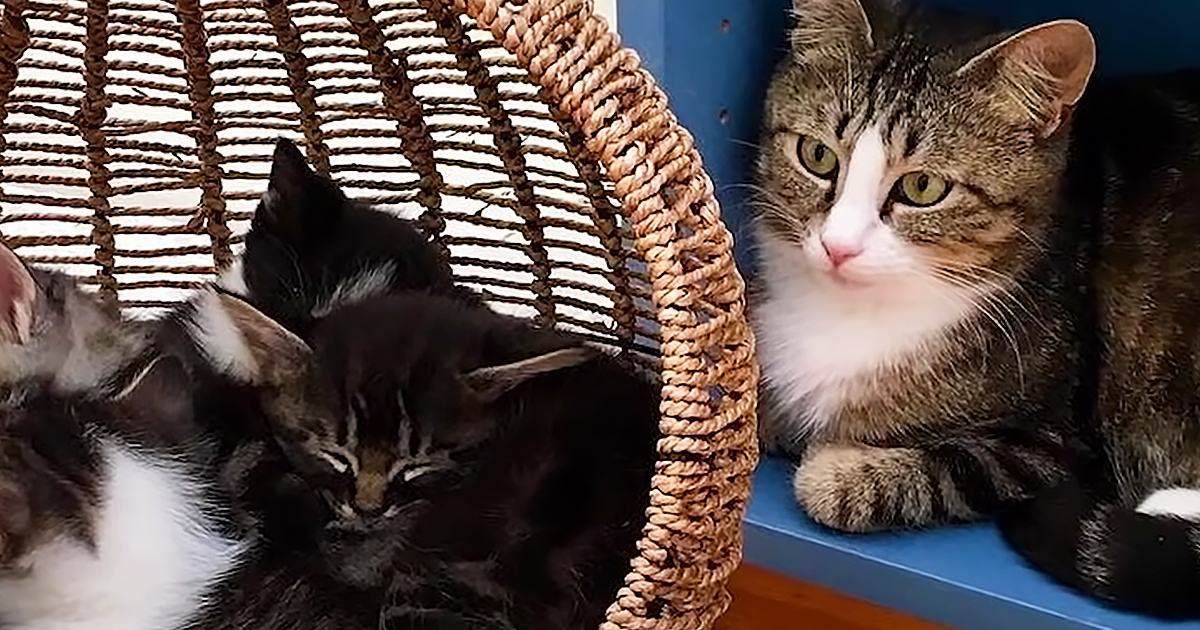 Indoors with tabby cat with white markings, two kittens on blue surface, woven rope hammock, home environment, well-lit daytime setting