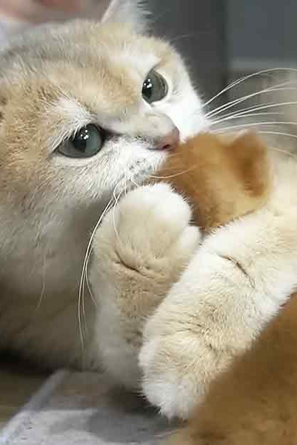 A close-up of a young kitten with light brown fur and white markings on its face and paws, large green eyes, indoors with neutral-colored walls and wooden floor, natural daylight